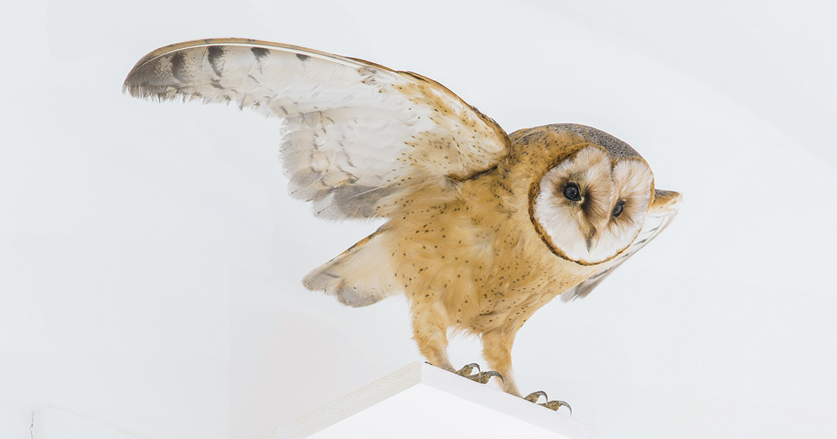 Ádám Albert | Melancholy of the Disconstructed Meaning | Dream of a Barn Owl